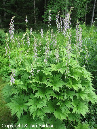 Lehtoukonhattu, Aconitum lycoctonum ssp. septentrionale Aconitum lycoctonum ssp. septentrionale, lehtoukonhattu